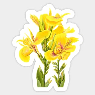 Yellow Canna Lilies Sticker